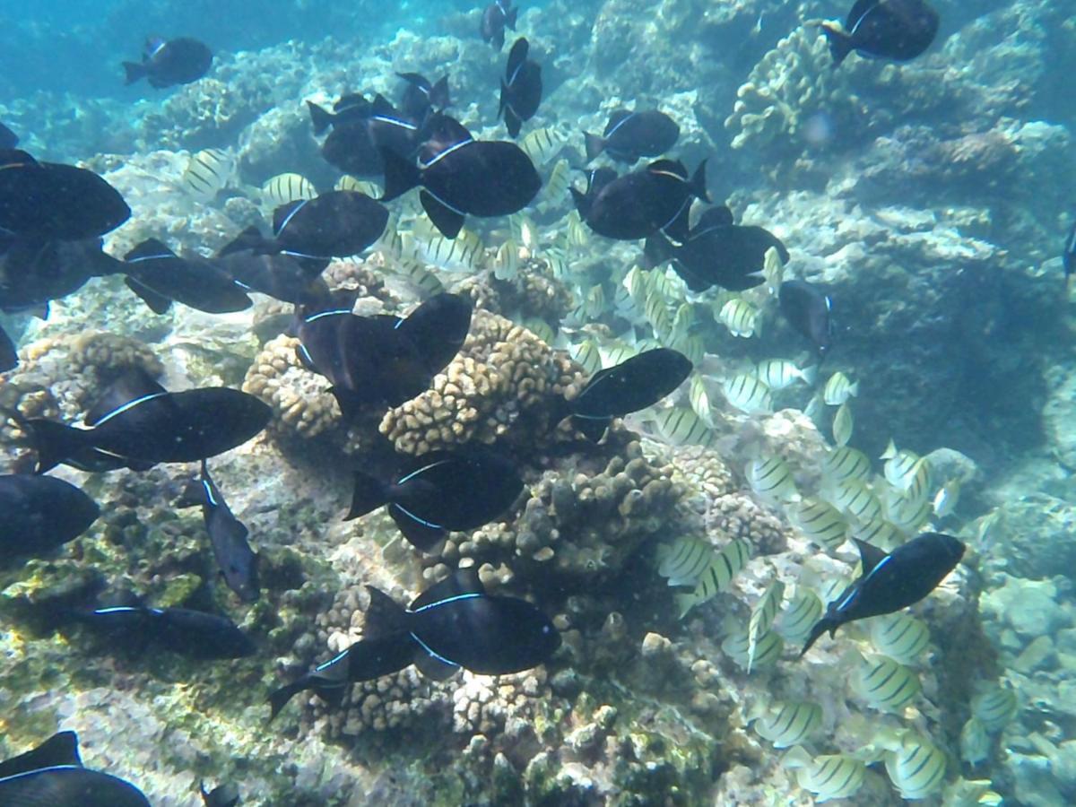 Island Time Guest Room Flying Fish Cove Buitenkant foto